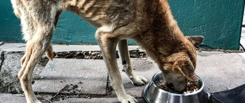 Dog beign fed