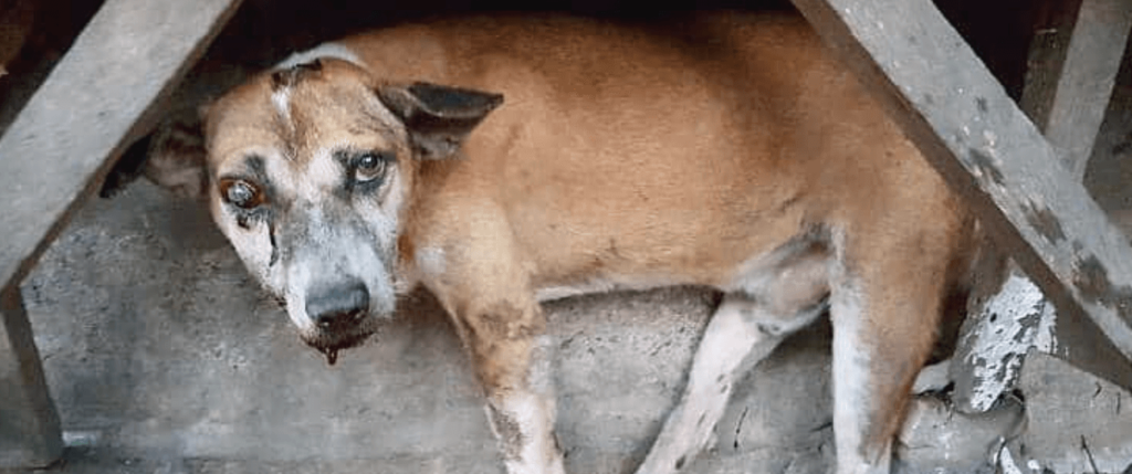 Dog in distress
