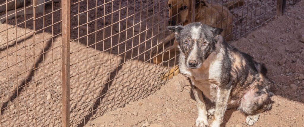 Neglected dog in cage