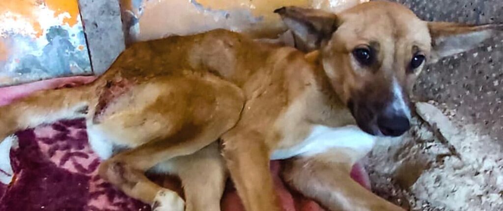 Dog in need