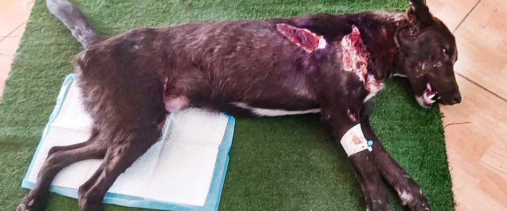 Poisoned, shot and tortured – dogs in Jordan