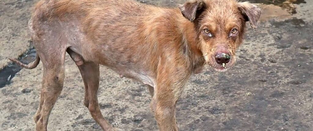 Philippine street dog covid