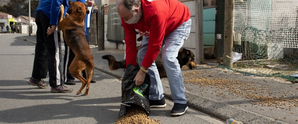 Feeding dogs