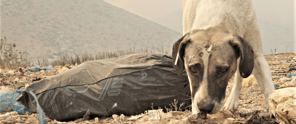 Dog in distress