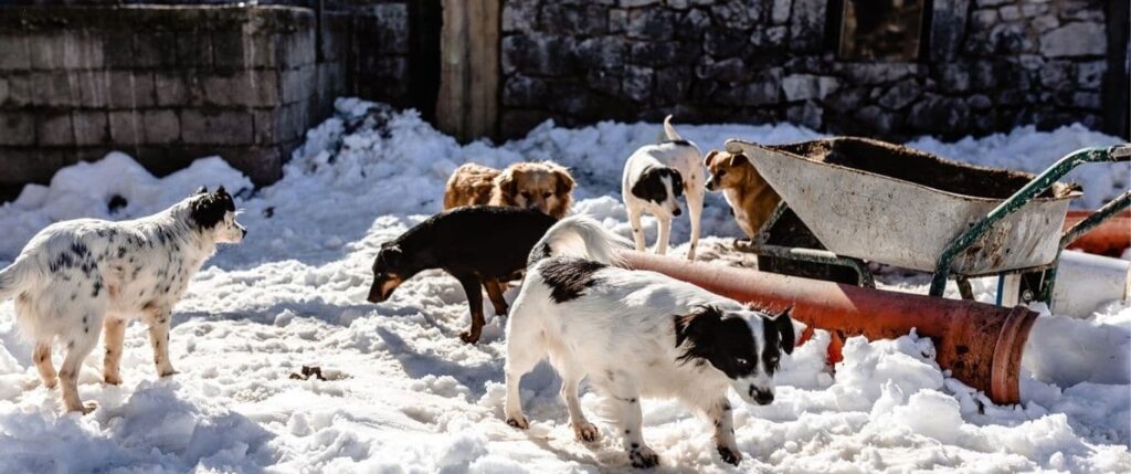 Dogs in snow