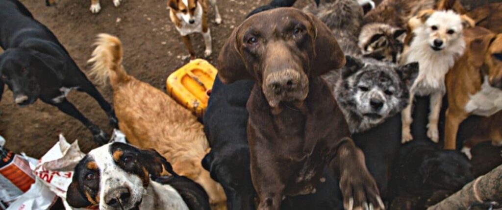 Dogs in distress