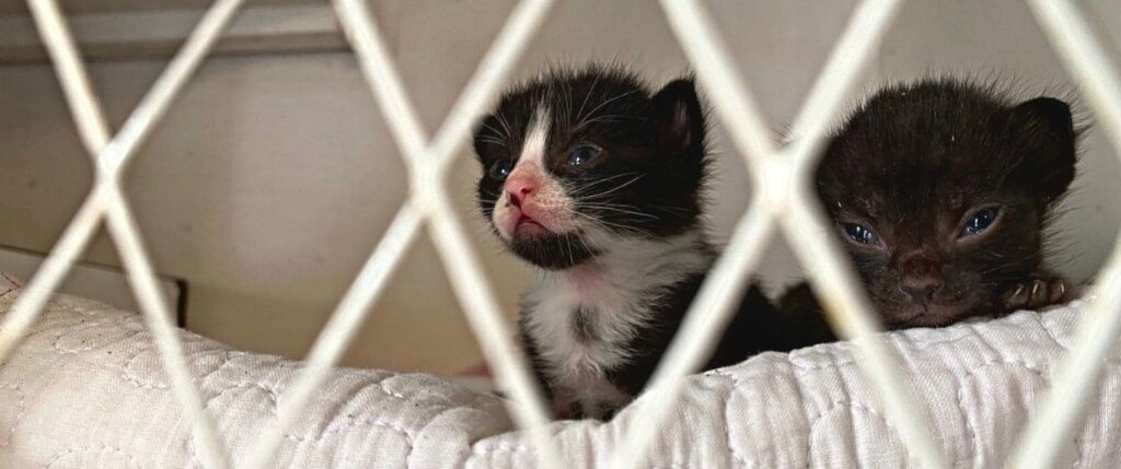 Kittens