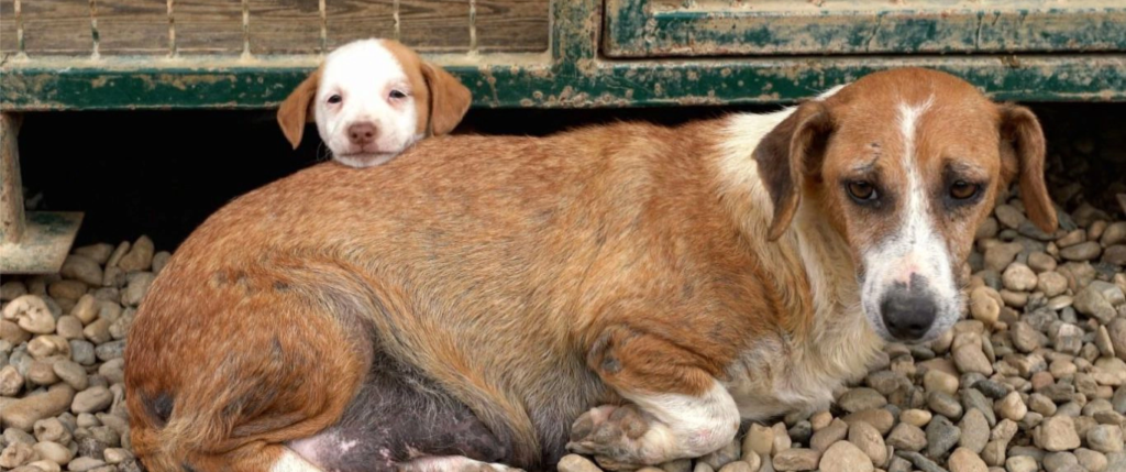 Sad looking dog in need of help