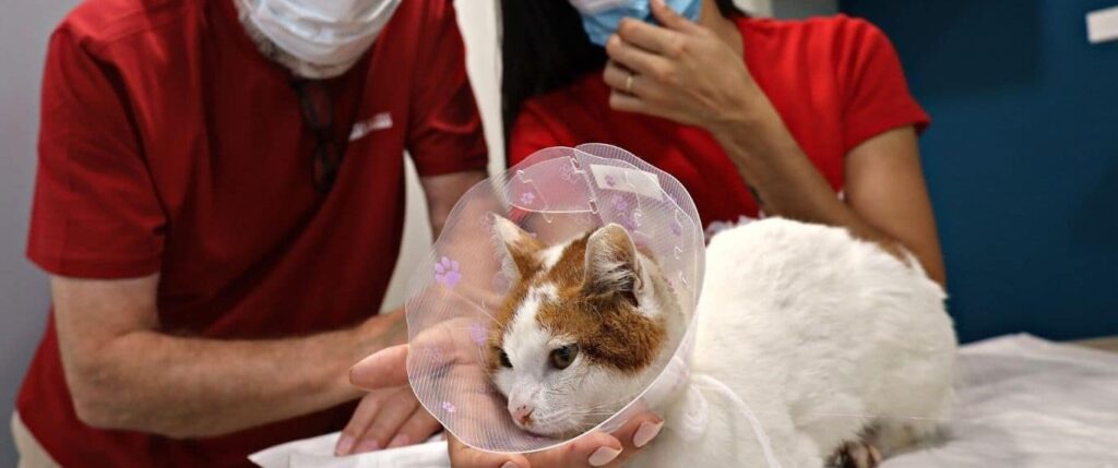 Cat getting help from vet