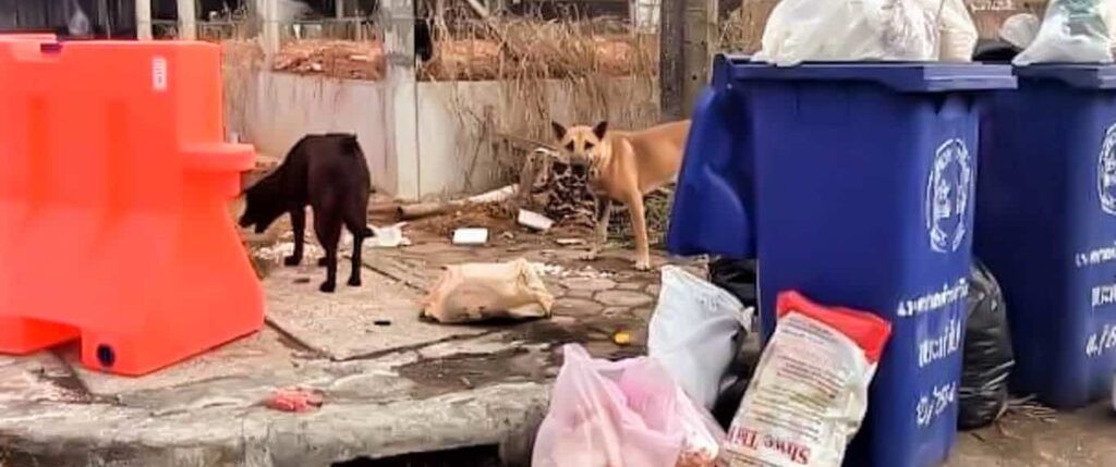Dogs looking for food in rubble