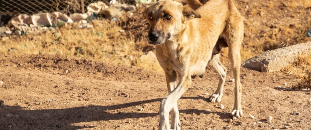 Hungry skinny abused dog