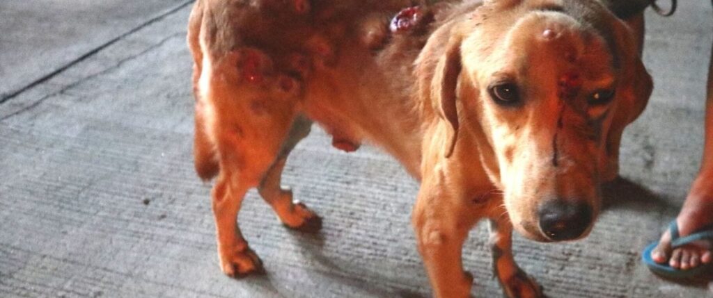 Dogs in distress