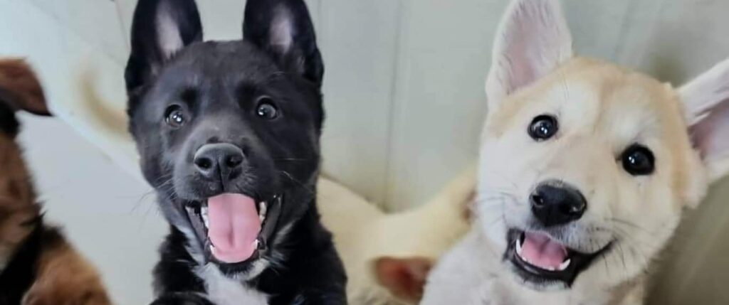 Dogs