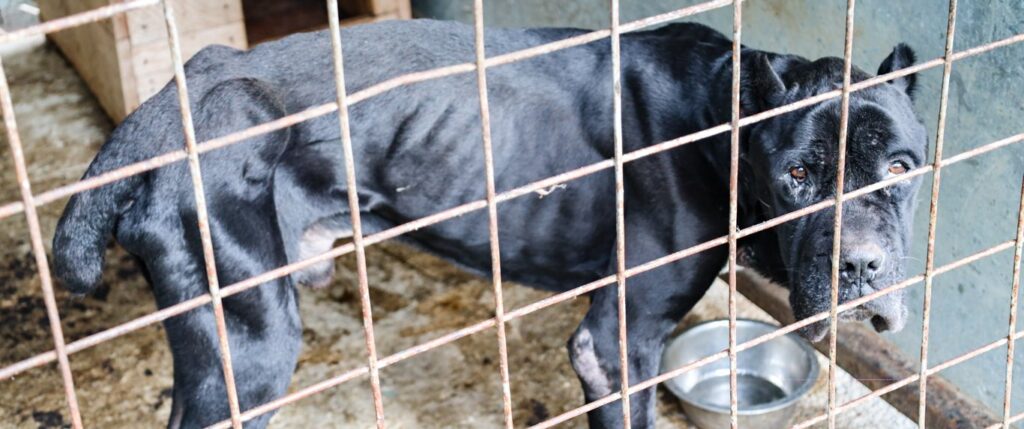 NFA Dog rescue