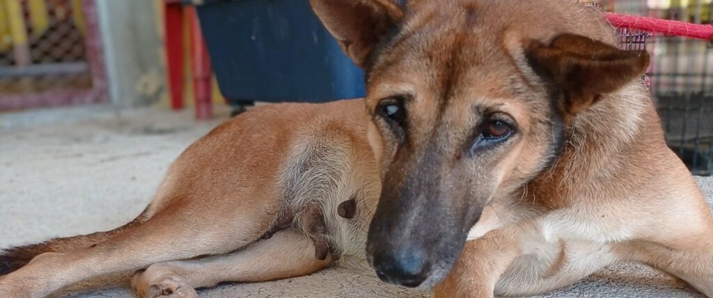 NFA Dog rescue