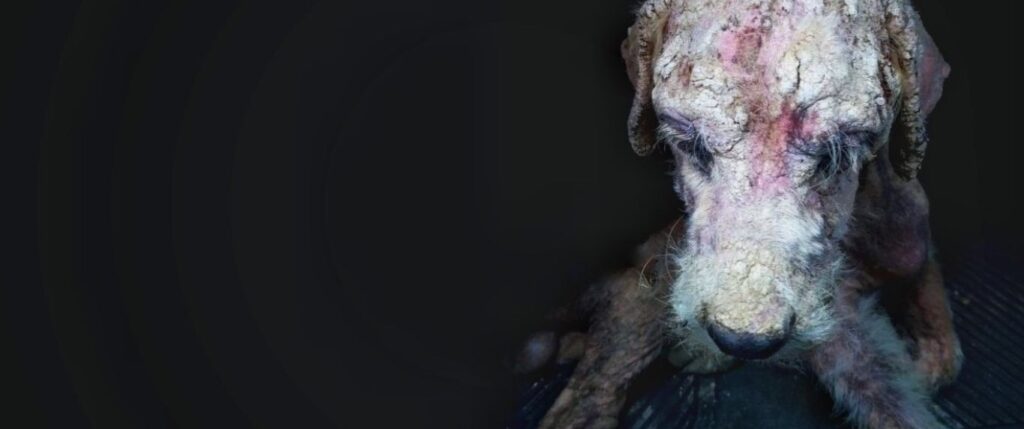 Dog beign hurt