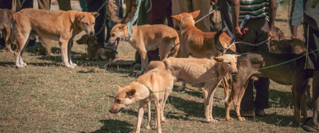 NFA (Network for Animals) Animals Rescue