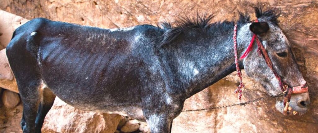 Neglected and abused donkey