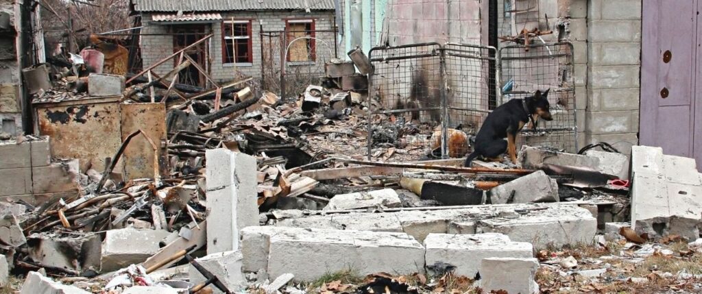 Dog in rubble