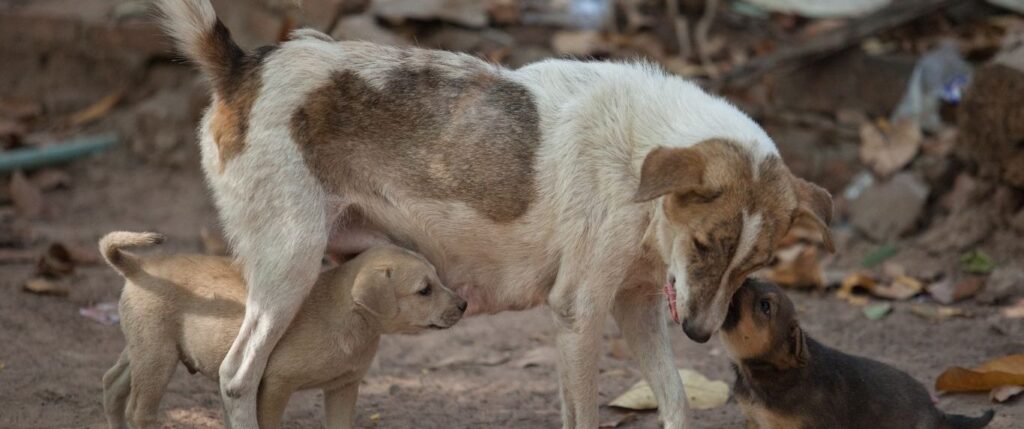 Dogs in distress
