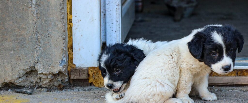 Dog in distress