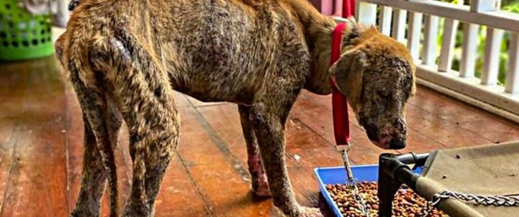 Abused dog beign fed
