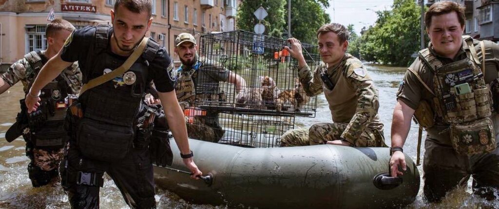 Saving animals in war zone