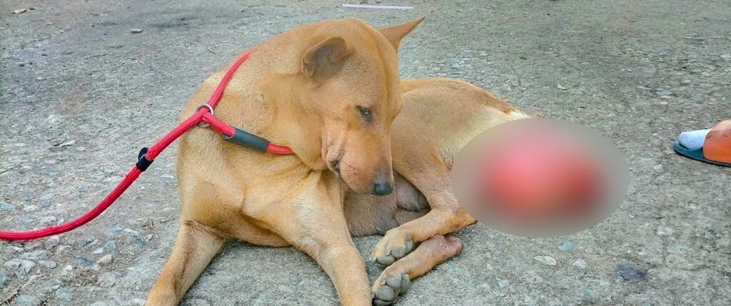 Dog severely abused