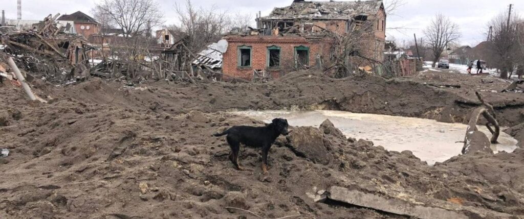 War zone saving dogs
