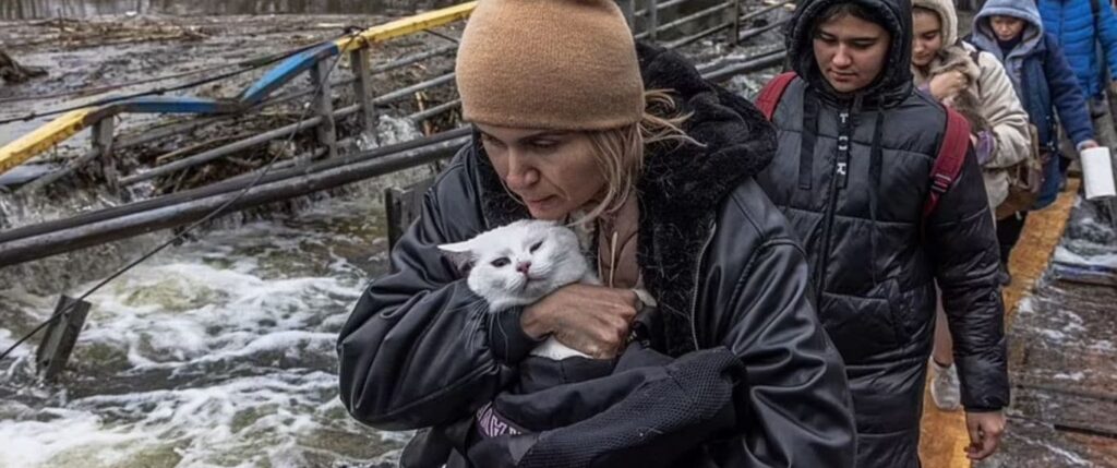 War zone saving cats