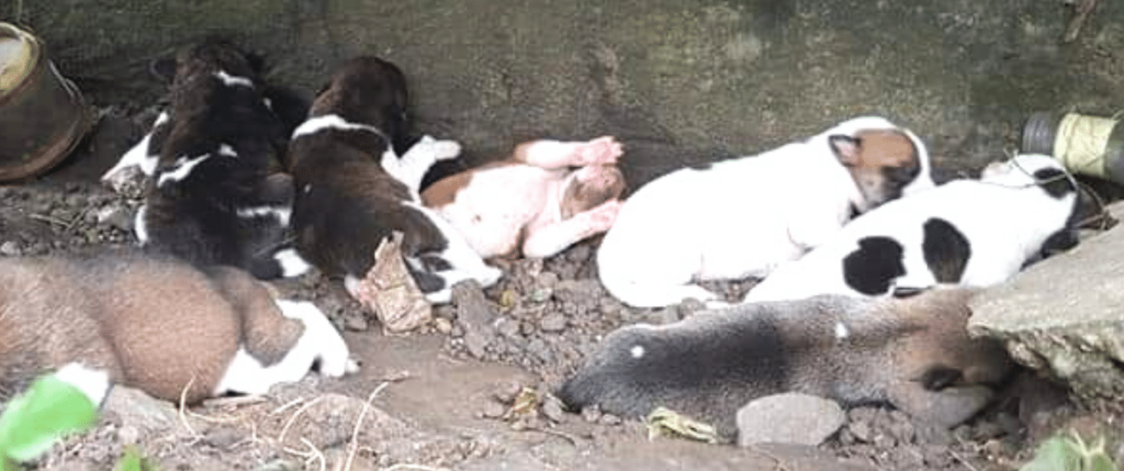 Dogs in distress