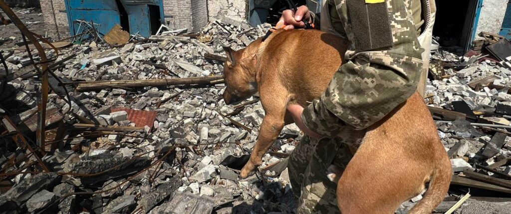 War zone dog beign rescued