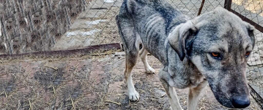 Skinny dog
