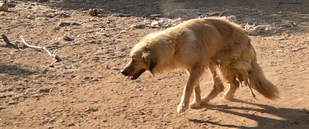 Dog severely abused