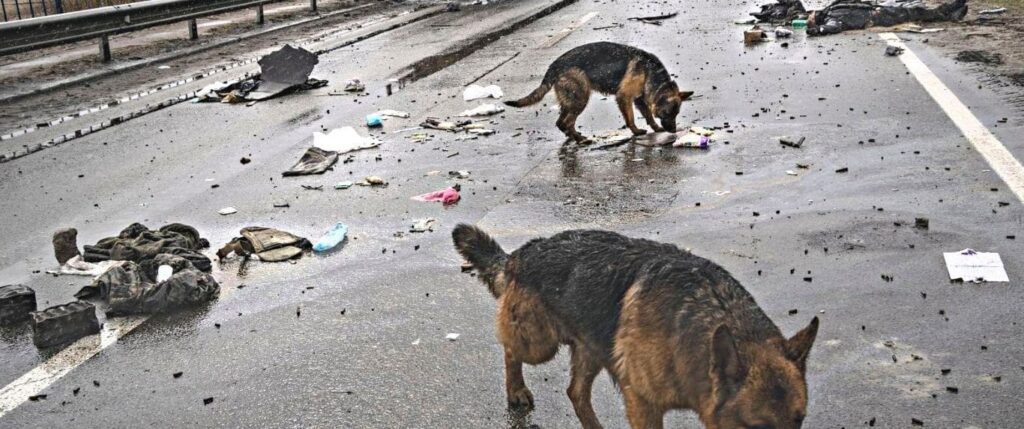 War zone saving dogs