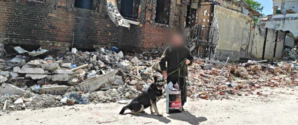 War zone saving dogs