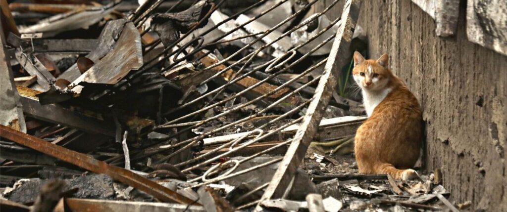 War zone cat