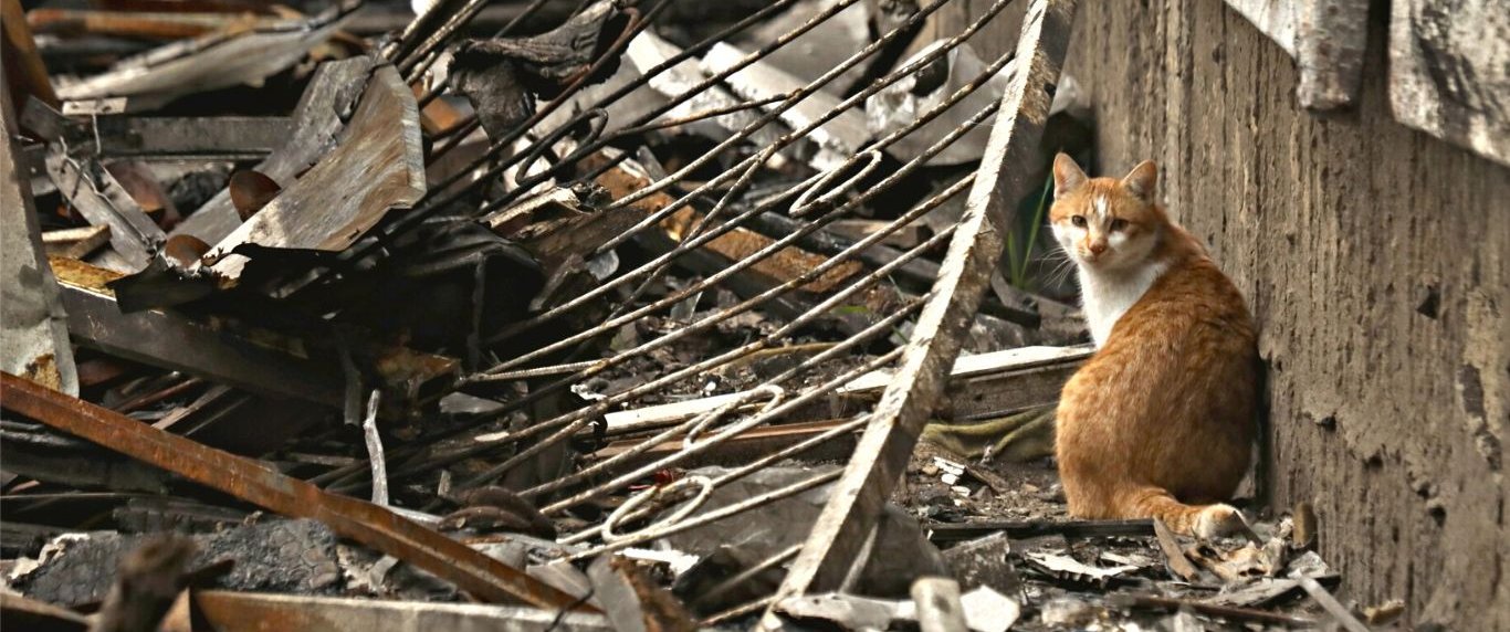 War zone cat