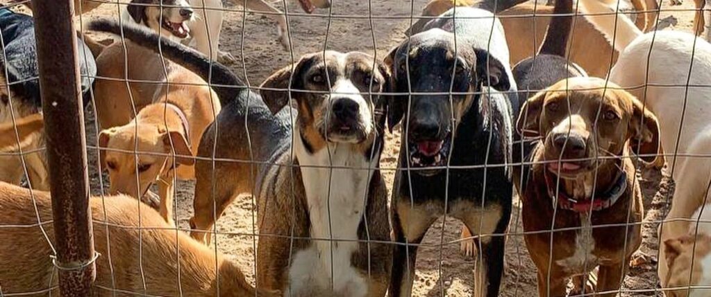 Dogs