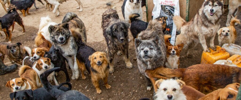 Dogs bred for the cruel “sport” of trophy hunting are being abandoned – dumped, confused, hurt and whimpering