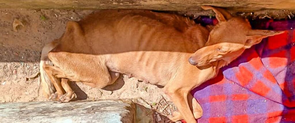 Skinny hungry dog