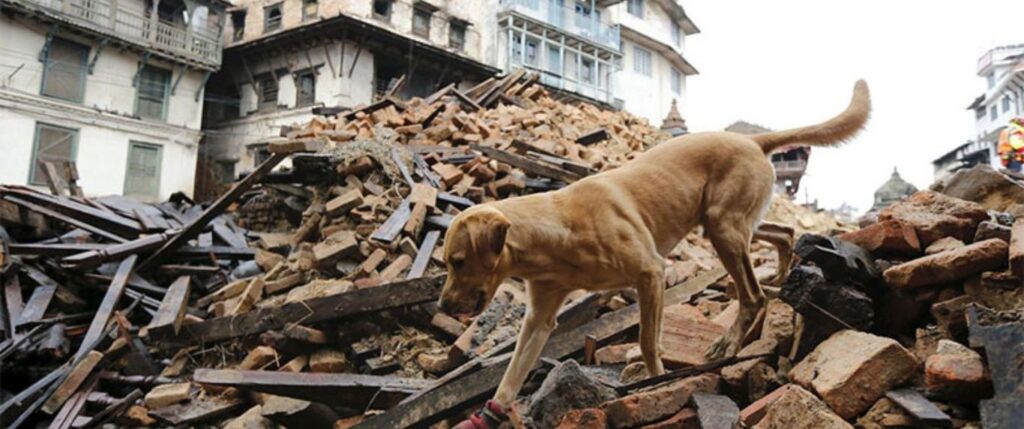 Dogs saved from war zones