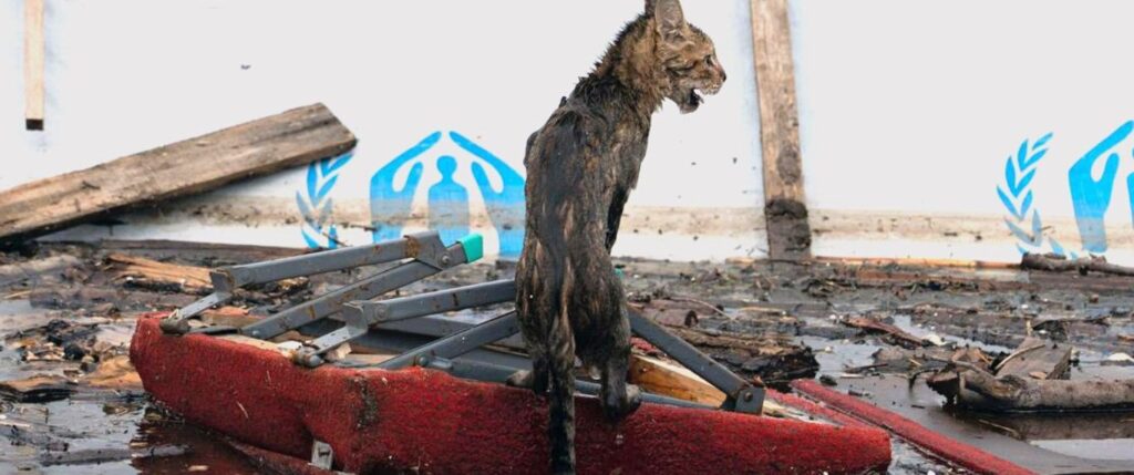 Neglected cat in need of aid