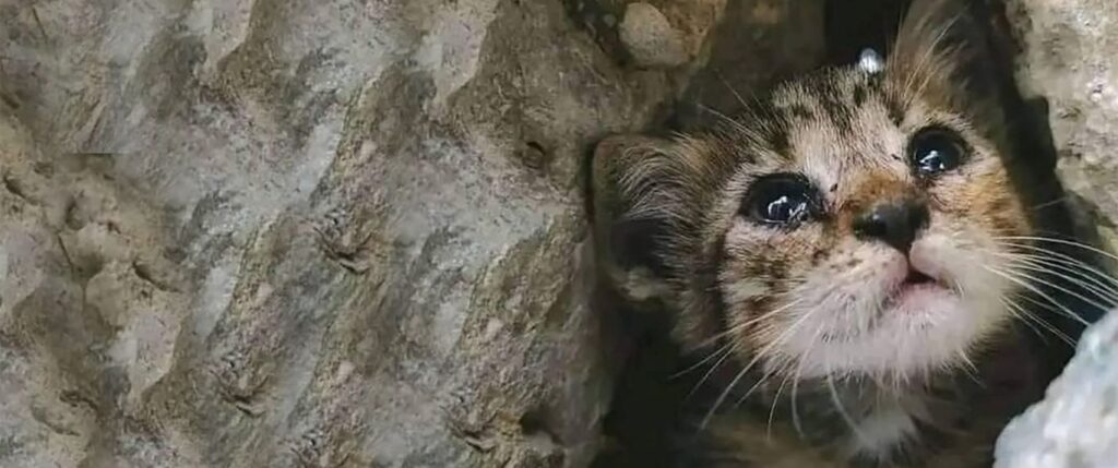 Kitten trappen in catastrophic earthquake in Morocco