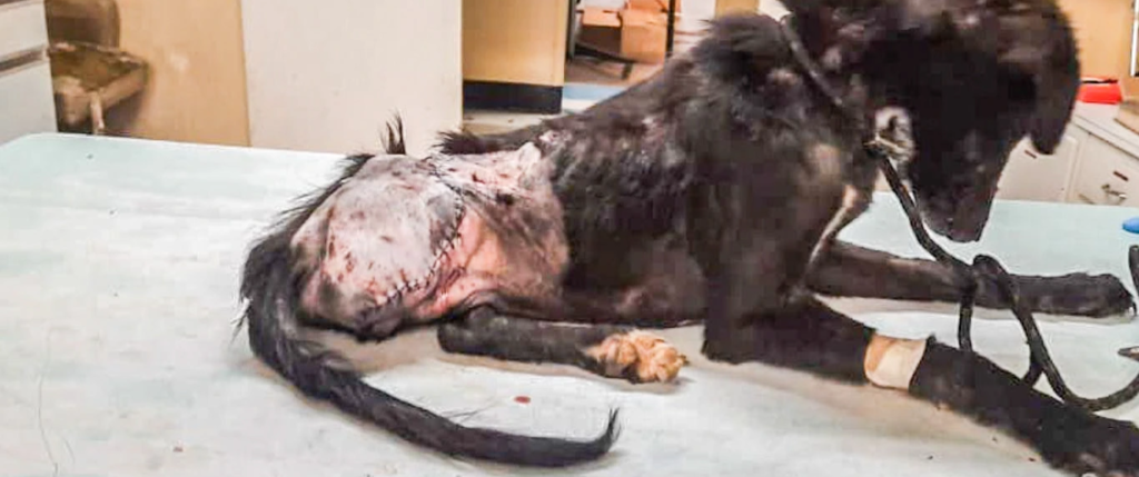 Homeless cats and dogs need you right now