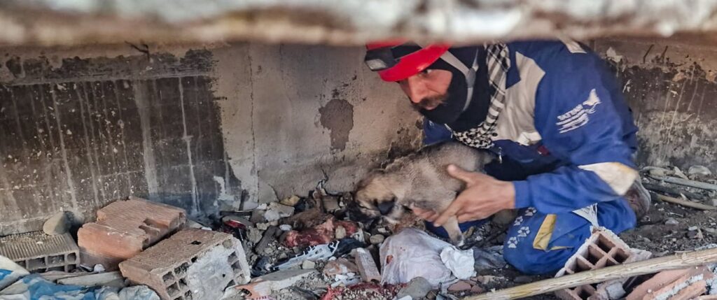 Dogs saved from war zones