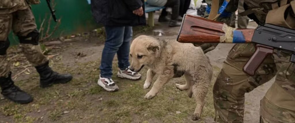Dog beign saved from war zone