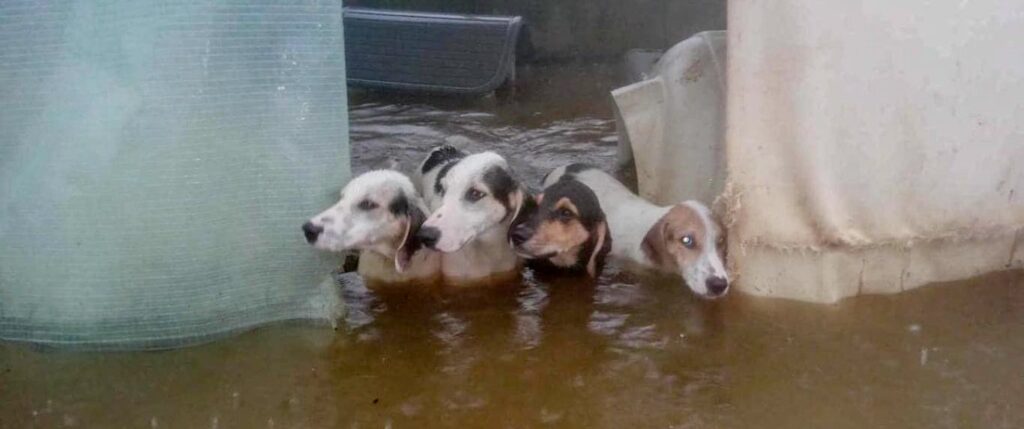 Dogs in flooded area
