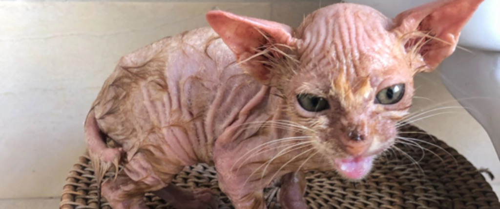 Neglected kitten