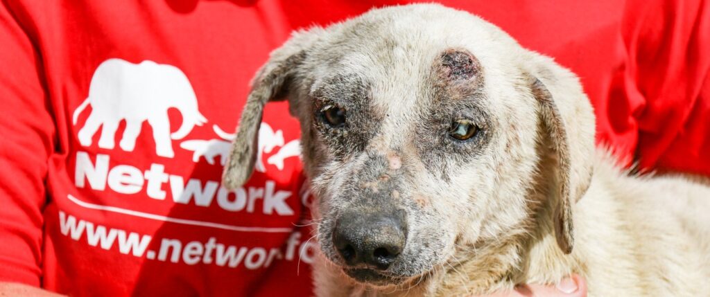 Dog abuse